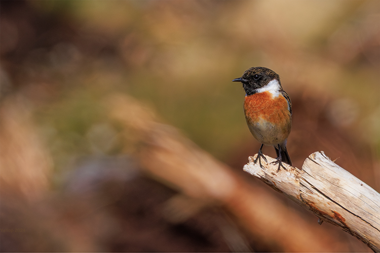 Saxicola rubicola Stonechat having a chat